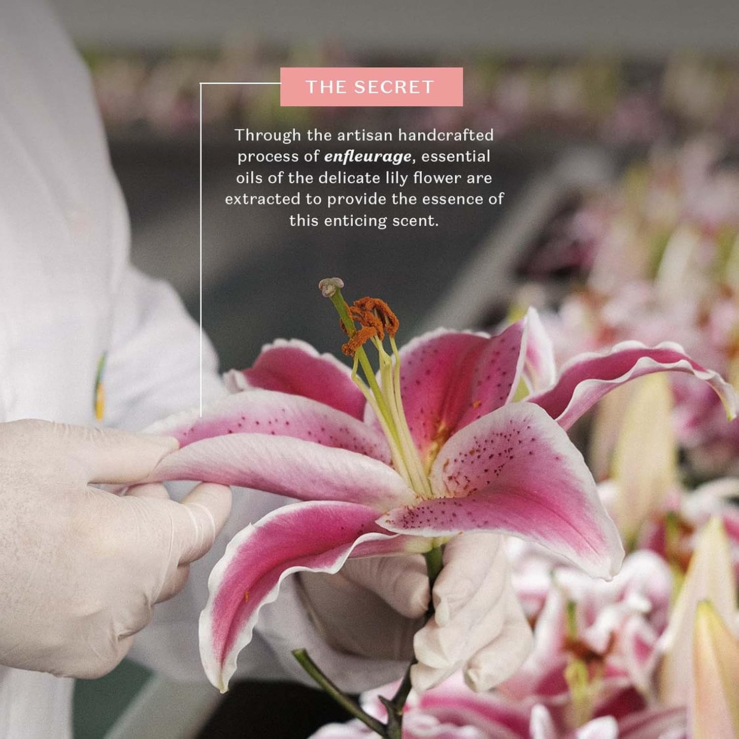 O Boticário Lily Moisturizing Body Cream | Scented Body Lotion | Lily Flower Long Fragrance and 48 Hours of Hydration | 250g